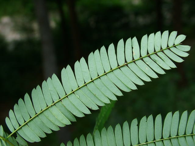 pho216f.jpg